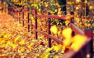 autumn-leaves-falling-background-1024x640