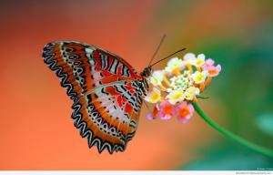 Butterfly Flutter FR