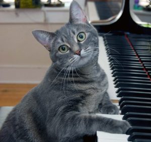 NORA PIANO PLAYING CAT NORA, WHO TOOK THE INTERNET BY STORM AND INSPIRED HER OWN CONCERTO